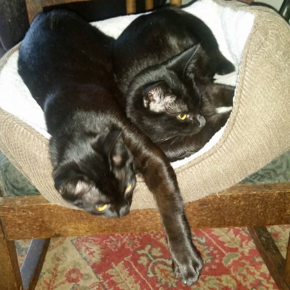 Maeve and Fiona. These two are already adopted and awaiting pick up but I wanted to share this picture. Aren't they beautiful. Maeve and Fiona. These two are already adopted and awaiting pick up but I wanted to share this picture. Aren't they beautiful.