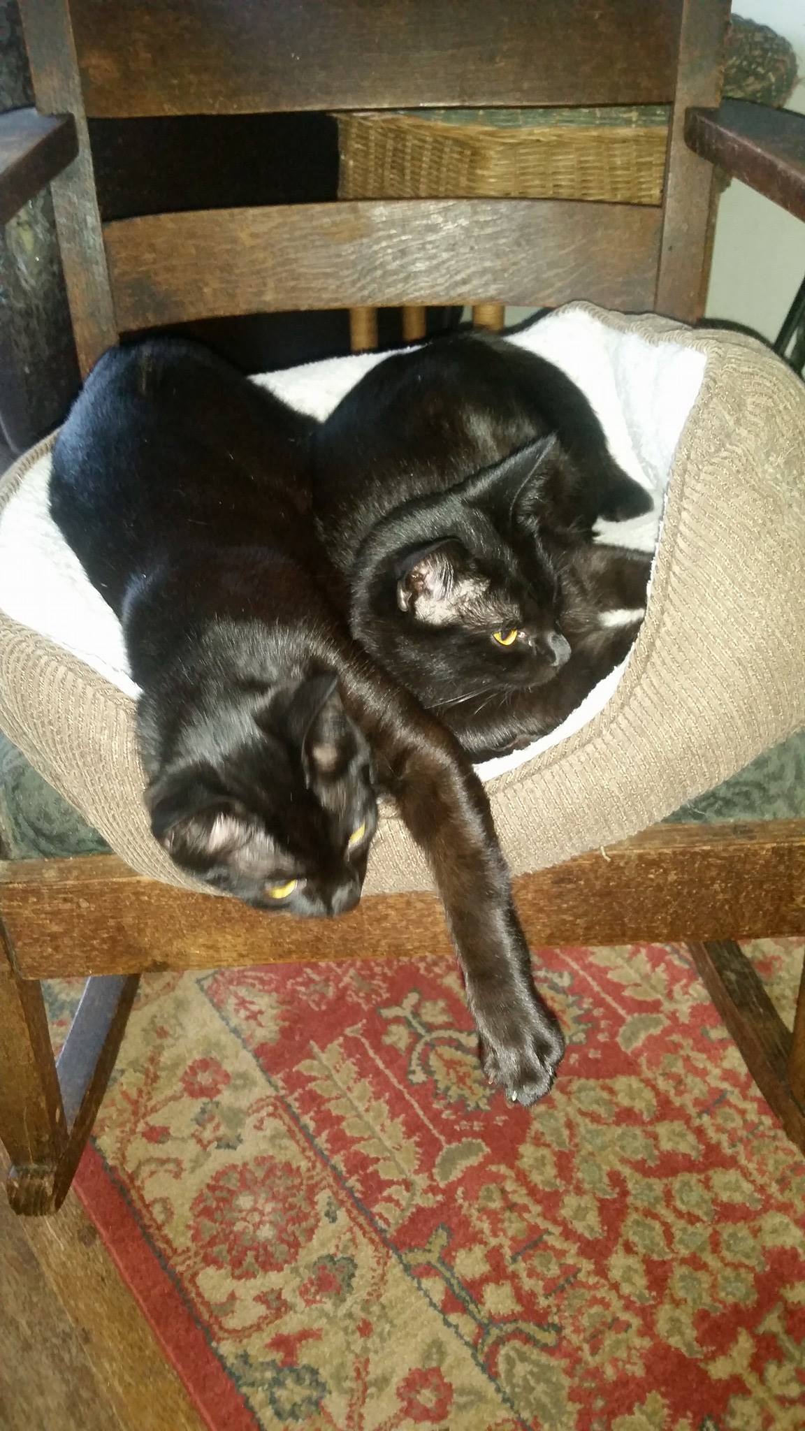 Maeve and Fiona. These two are already adopted and awaiting pick up but I wanted to share this picture. Aren't they beautiful.