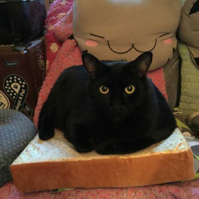 Former Purrchance rescue kitty Rokuru sitting on a piece of toast. How cool is that!