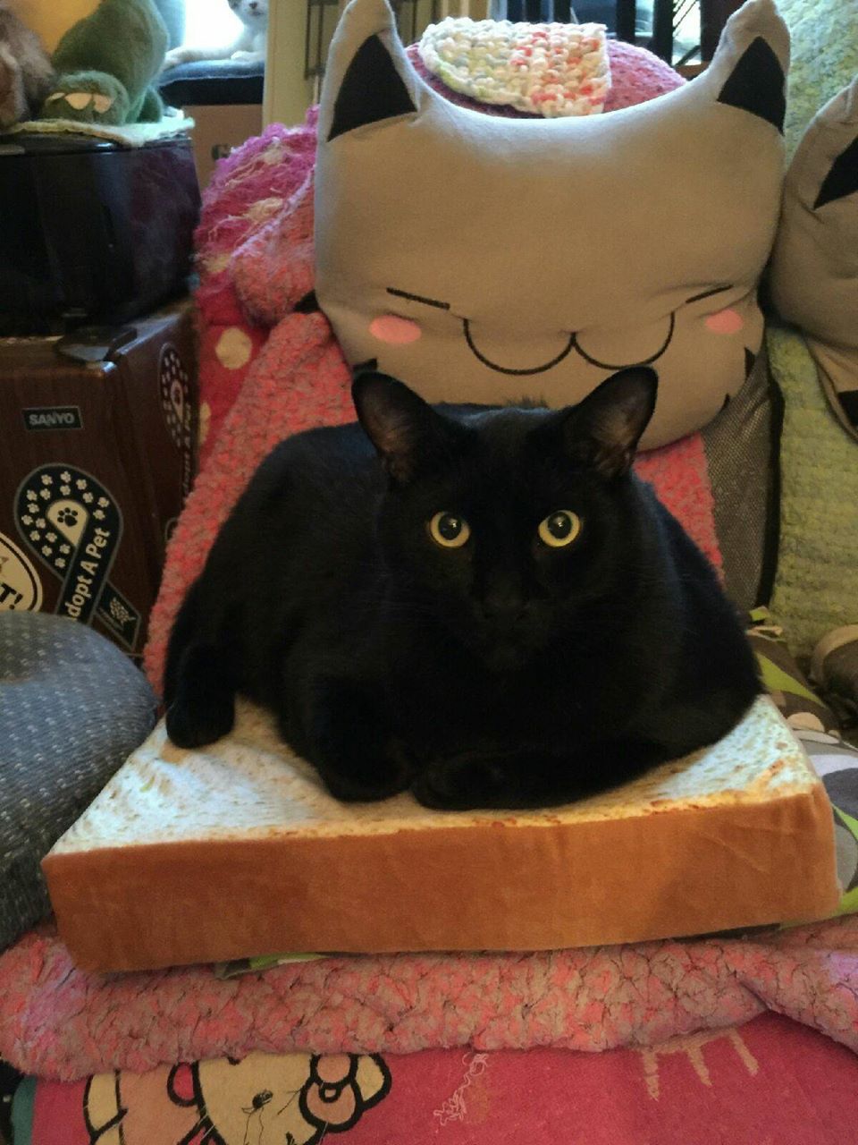 Former Purrchance rescue kitty Rokuru sitting on a piece of toast. How cool is that!
