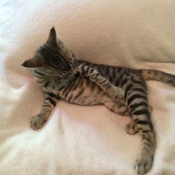 Jelly in her forever home. Looking good Jelly!!!