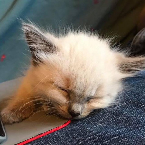 20046060_826598984167079_2109458289_n