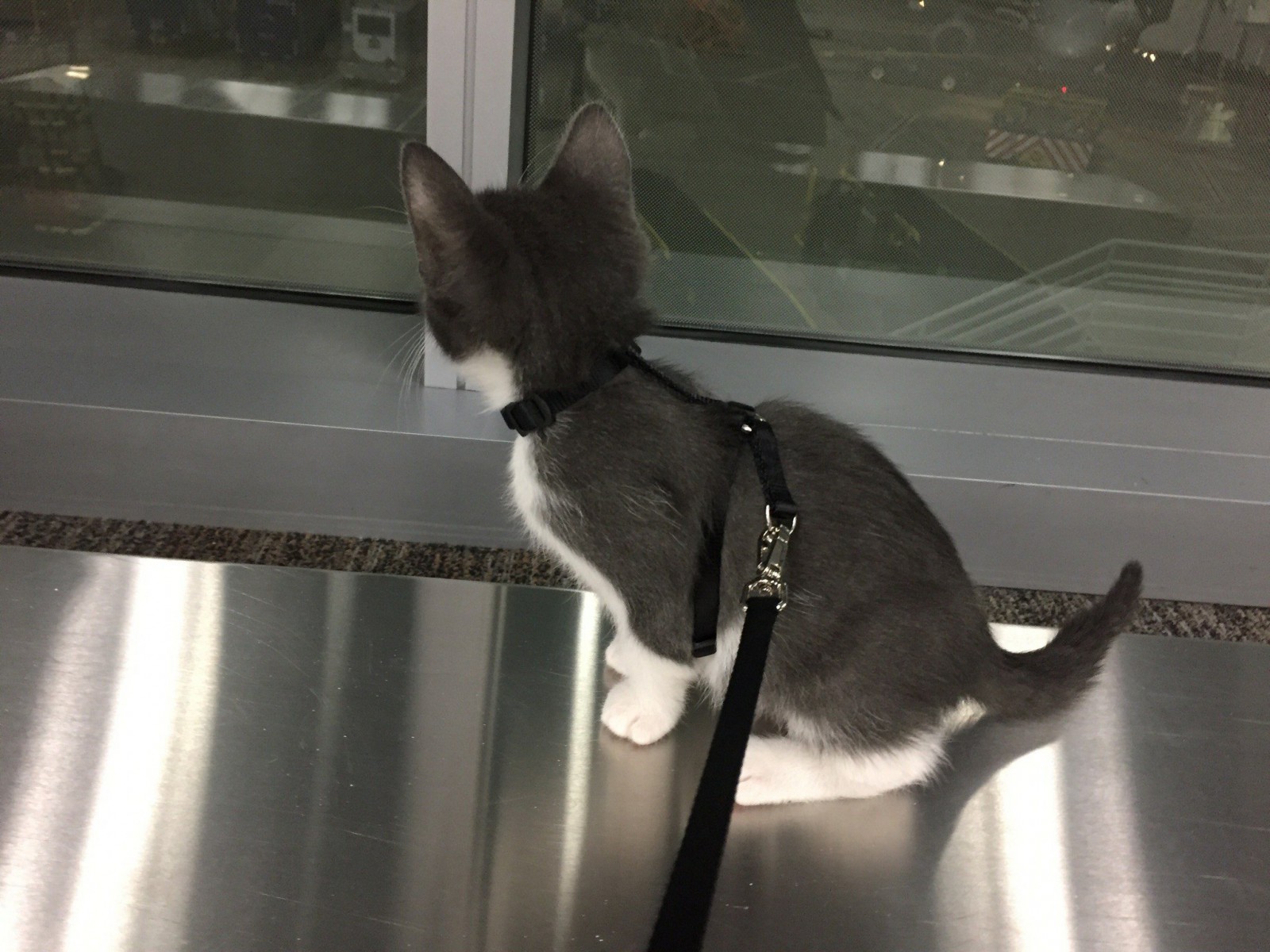 Little Nugget at the airport in North Carolina going to his forever home at foster Melody's mom's house.