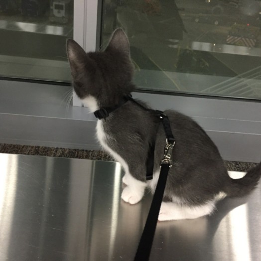 Little Nugget at the airport in North Carolina going to his forever home at foster Melody's mom's house. Little Nugget at the airport in North Carolina going to his forever home at foster Melody's mom's house.
